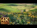 Yellow Spring Flowers at Steptoe Butte State Park - 4K Spring Relax Video - 7 Hours Video