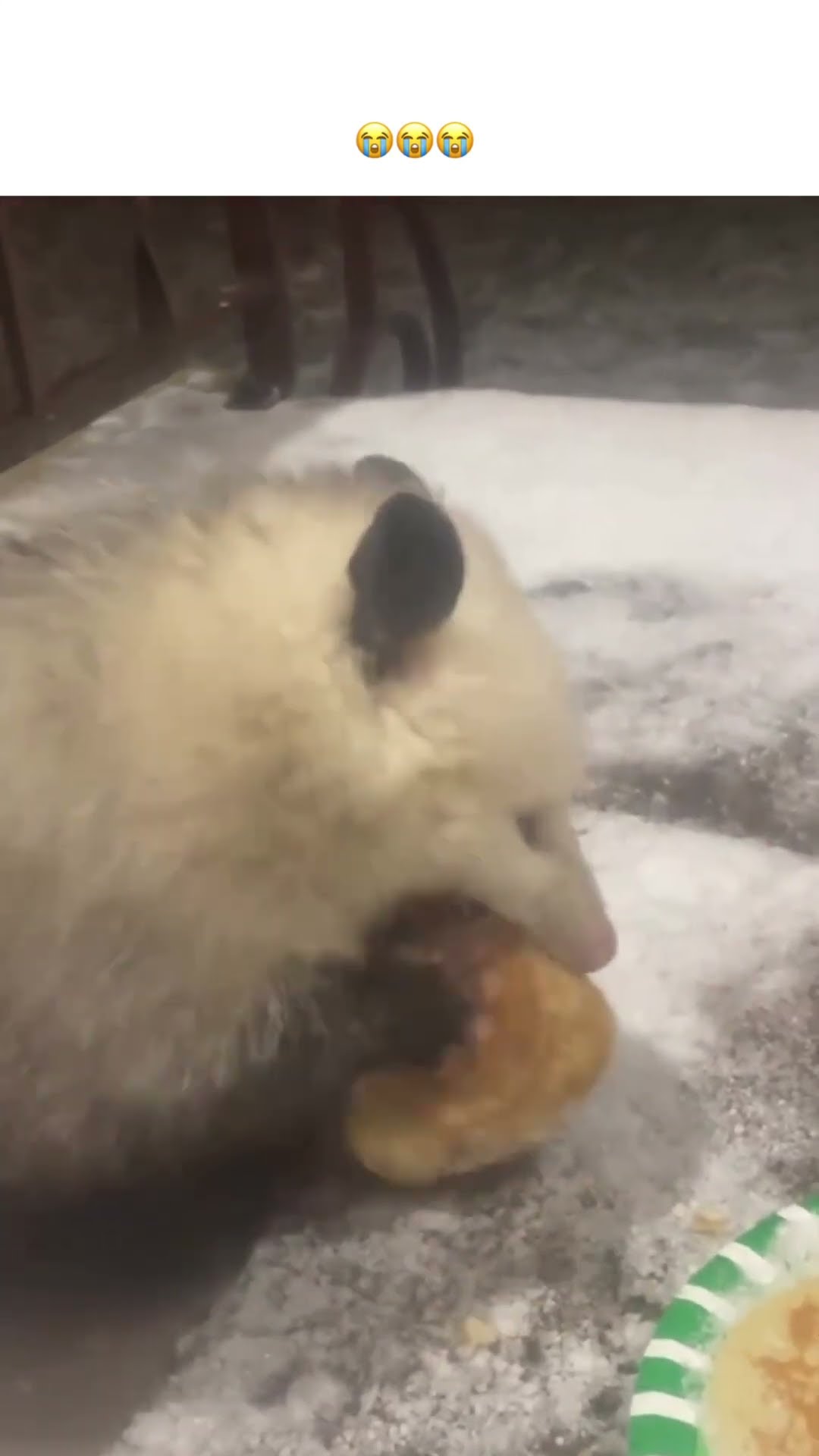 Adorable lil bro looking and eating some food to prvnci