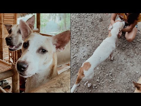 Video: Rickettsia-infectie Bij Honden