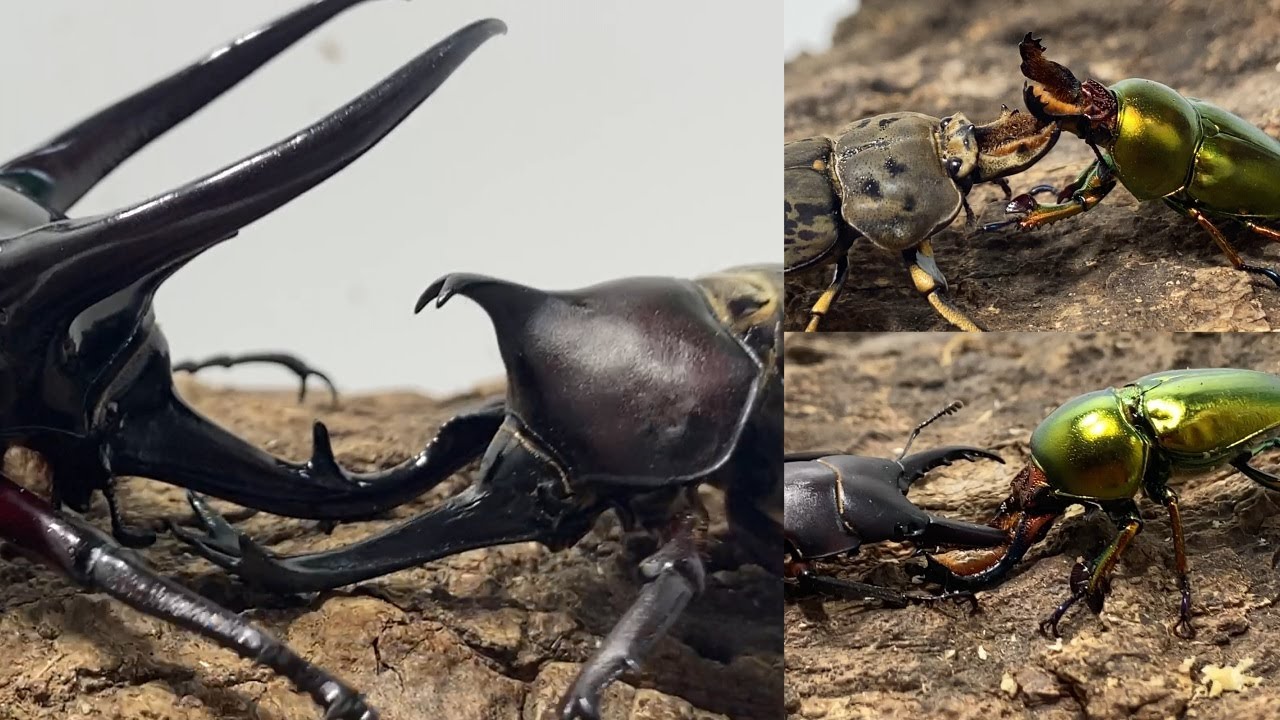 残暑の激闘 コーカサスオオカブトvs日本のカブトムシ - YouTube