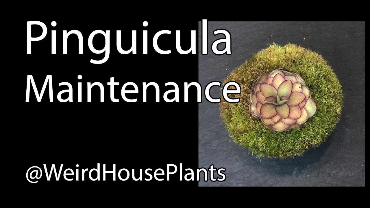 Pinguicula Maintenance