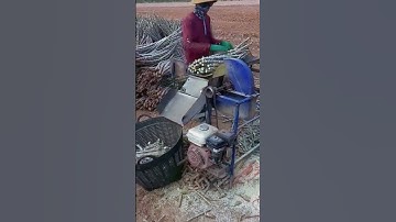 Thumbnail of Easy and fast way to cut cassava stems #shorts