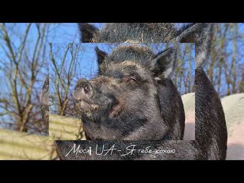 Мюслі UA Я тебе кохаю мій солодкий кабанчик ремікс пісня українською