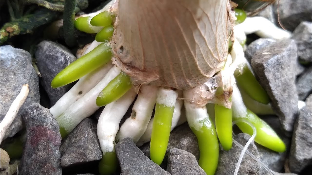 ORQUIDEAS NA PEDRA BRITA NESSE CALOR? COMO CULTIVAR?