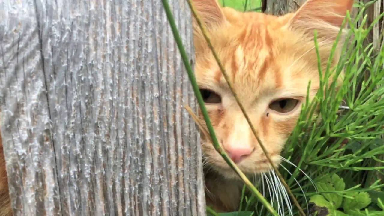 Winlaw Weeding with Oliver