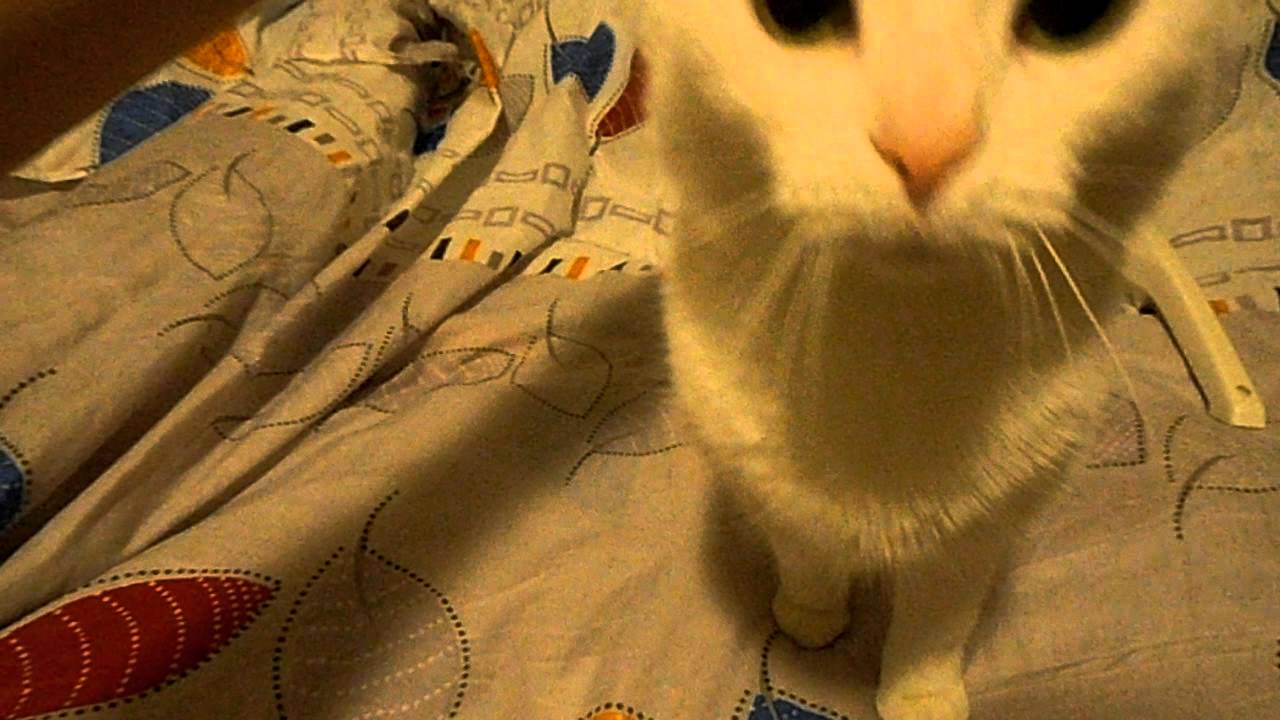 Chlpaté mačička čistá