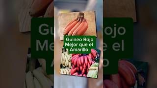 Los mejores guineos (bananas)