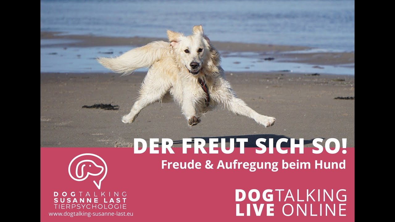 Der freut sich so! Freude & Aufregung beim Hund