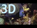 In 3d roatan scuba diving 3d underwater world