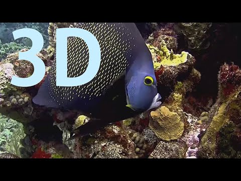 roatan-scuba-diving--3d-underwater-world