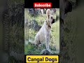 #shortvideo  cangal Dogs