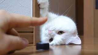 うちの猫はキャップを見つけると異常に興奮しちゃいます…！