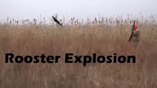Kansas Rooster Explosion