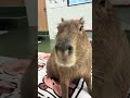 This is LUNA, the Queen of Cappiness!👑#capybara #capybaracafe #animalcafe #tokyo #水豚