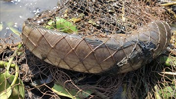 lưới cá và kết quả  bất ngờ toàn là cá lóc khủng ,hai lúa nhà quê ,;# 13