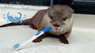 Otter Tororo Complains To Me Again.