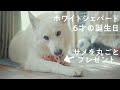 ６才の誕生日を迎えたBJにサメを丸ごとあげてみました【ホワイトシェパード】
