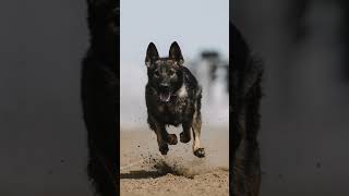 I love photographing dog sports and Fast CAT is my favorite! #dogsports #shorts