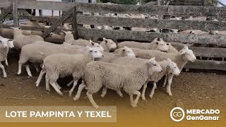 Vídeo: Lote de 100 hembras Pampinta y Texel preñadas