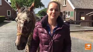 Manege instructeur worden? Volg de opleiding Instructeur Basissport Manege YouTube