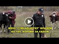 Мені "сімнадцятку" впаяли, я пас корови за селом