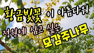 모감주나무, 황금빛 꽃이 아름다워 정원에 심고 싶은 나무