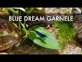 Blue Dream Garnele | Neocaridina davidi shrimp