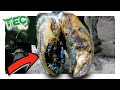 INFECTED ROTTEN HOOF HORN DESTROYING COW’S FOOT | TEC TV