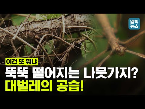 자세히 보면 &amp;#39;<strong>대벌레</strong>&amp;#39;.. 온 산을 점령했다!