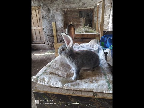 გერმანული რიზენი რუსეთიდან