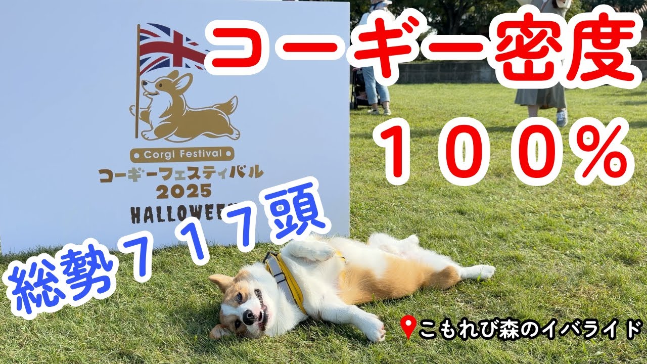 コーギーフェスティバル2025