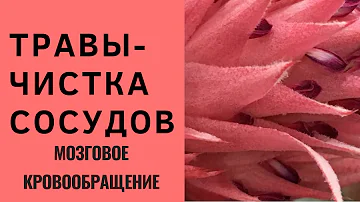 ТРАВЫ ДЛЯ ЧИСТКИ СОСУДОВ . УЛУЧШЕНИЕ МОЗГОВОГО КРОВООБРАЩЕНИЯ !