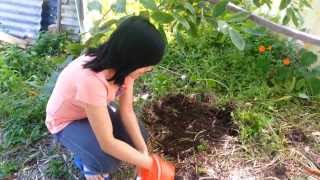 Growing Ginseng