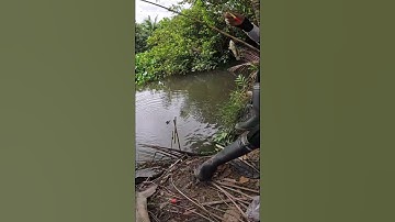 CHIA SẼ BÃI CÂU CÁ CẦU CỐNG LÁNG VEN Ở ĐỨC HÒA, LONG AN. CÓ NHIỀU CÁ LÓC, CÁ RÔ PHI SIZE TO. EP52.11