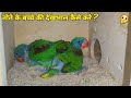 तोते के बच्चे की देखभाल कैसे करे || Baby Parrot Care & Handling || in Hindi !!