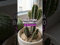 Plantas perfectas para quienes trabajan todo el día.