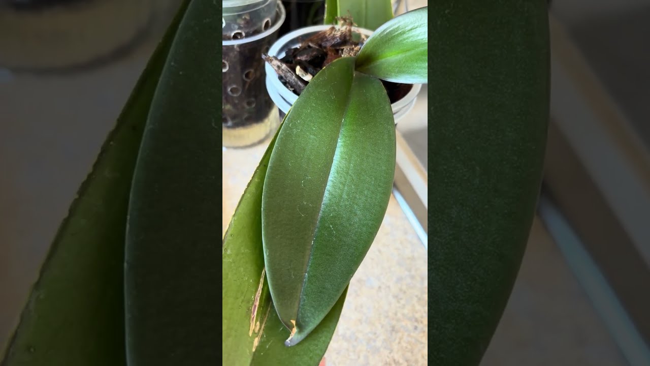 Nuevas hojas en mis orquídeas  #orquideas #phalenopsis 