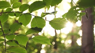 Sunset | Meditation | Forest sounds | Nature sounds | Bird | Закат | Звуки природы | Пение птиц