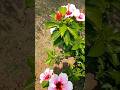 #beautiful flowers#garden flowers#viral video#short video#nature #beautiful song#love 🌺❤️🌹