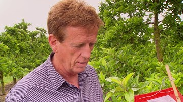 Controlling Moth Pests in Apples