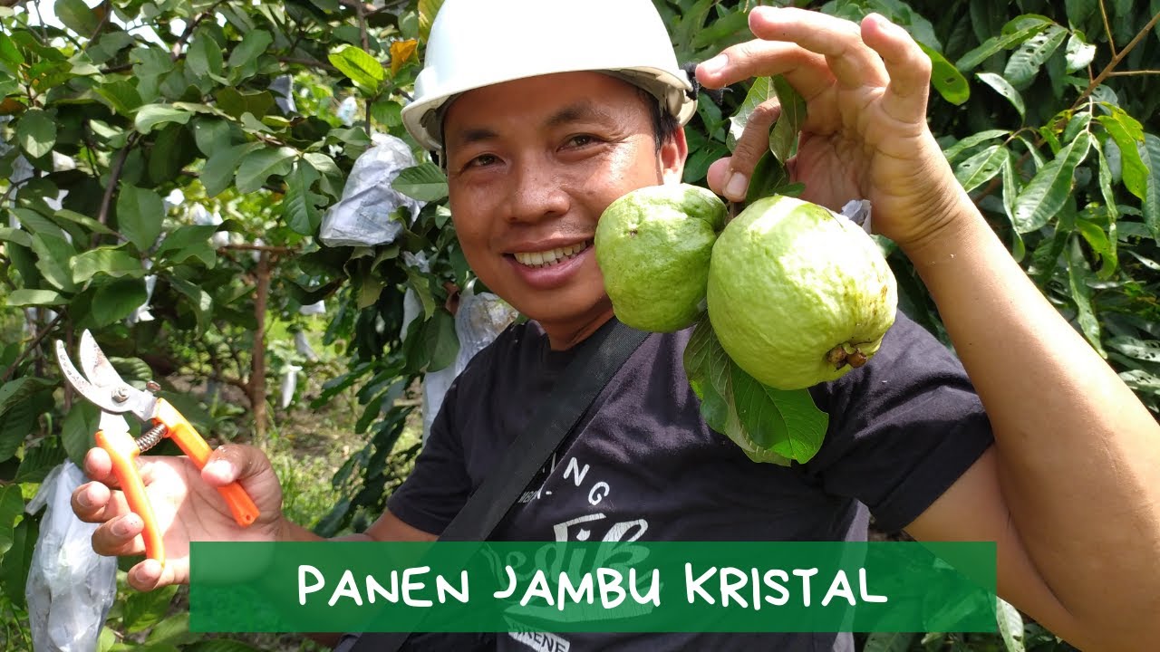 Panen Jambu Kristal 