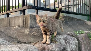 お墓の猫ちゃんのとこに友達が遊びに来た。A friend came to visit the cat at the grave.