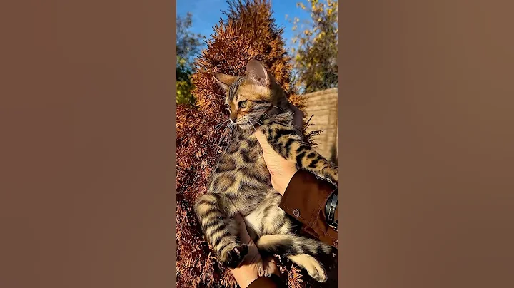 Video 11558011: beautiful bengal kittens, cat kitten cute pets