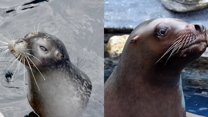 How To Tell The Difference Between Seals And Sea Lions Youtube