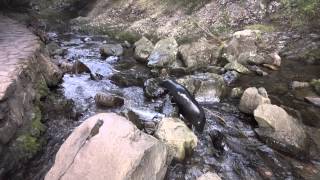 Ohau Stream Seals