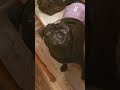 Air drop #shorts #pugs #fritz