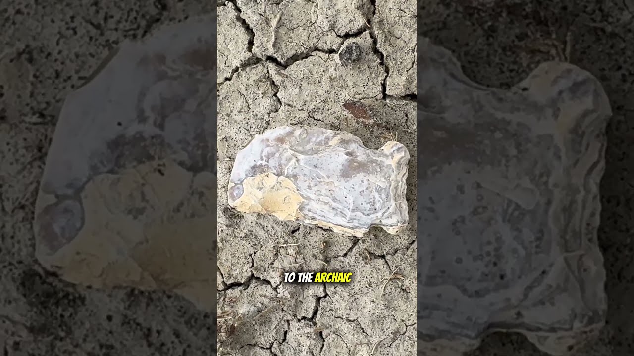 Arrowhead Made From Petrified Wood Found On Fossil Hunt