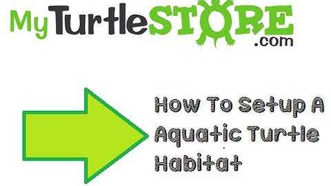 How To Setup An Aquatic Turtle Habitat - Do It Yourself