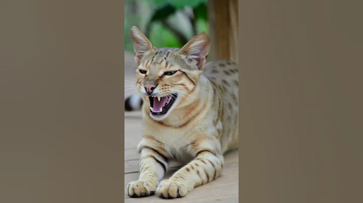 Video 11827651: cat kitten meow cutecats, kitten meow cutecat funny, cats kittens meowing cute