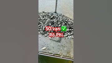 ✅ Kiểm mẫu Cá Rô Phi Giống đẹp giao toàn Miền Bắc #cagiong 0962734709 Hải Phòng #giathuysan #tilapia